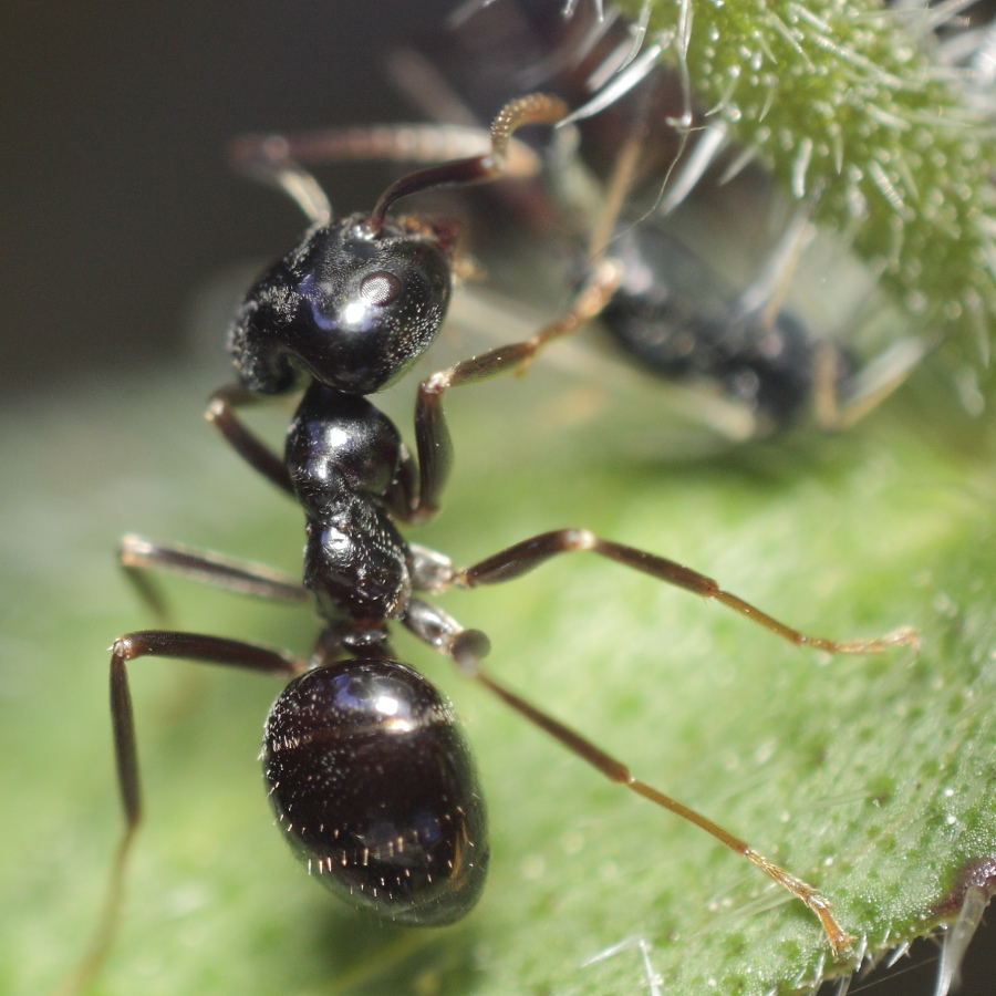Pest control for ants and ant hills.
