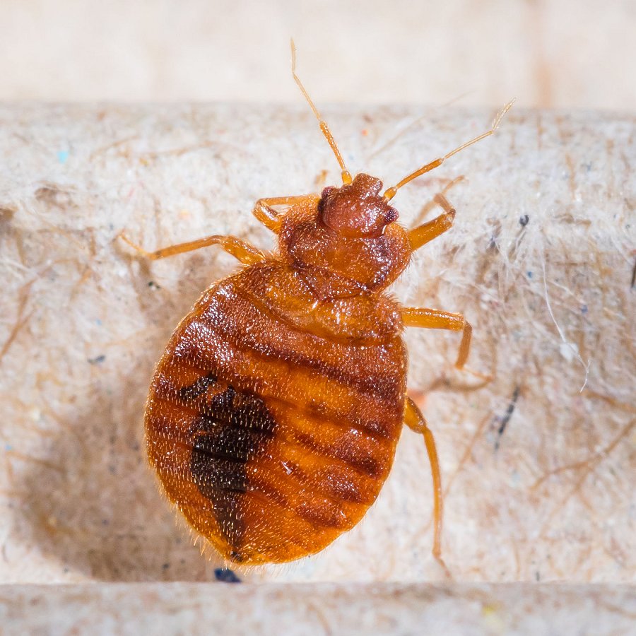 Pest control for bed bugs.
