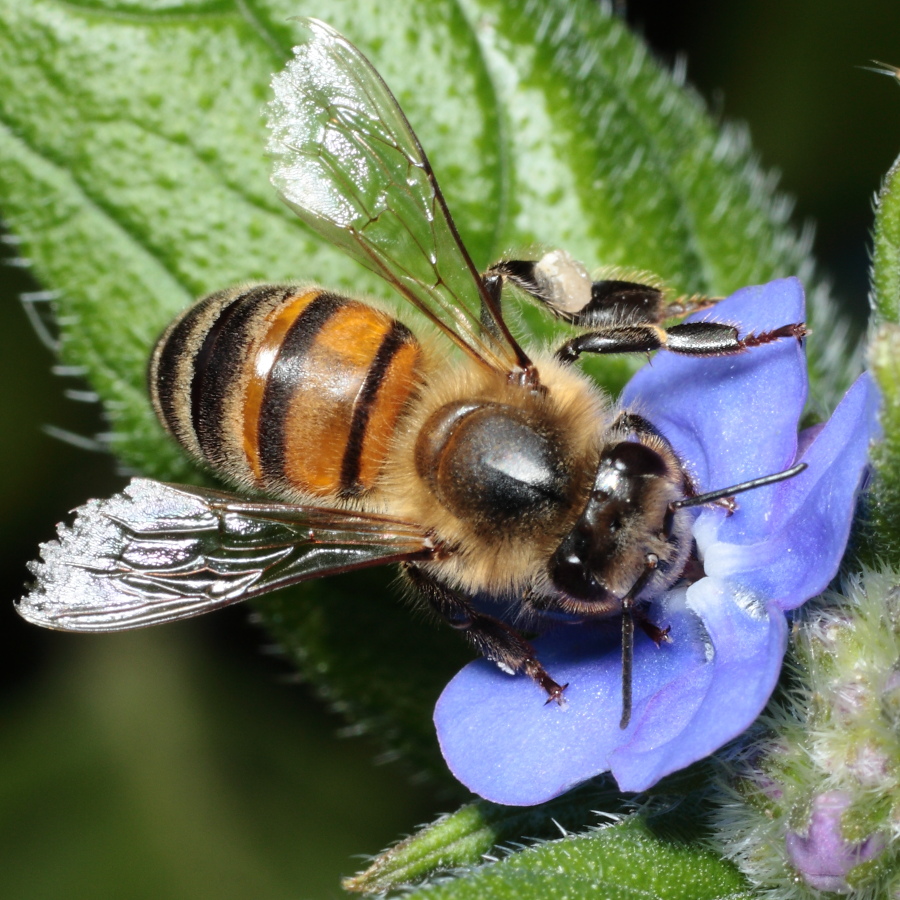 Pest control for bees and bee hives.