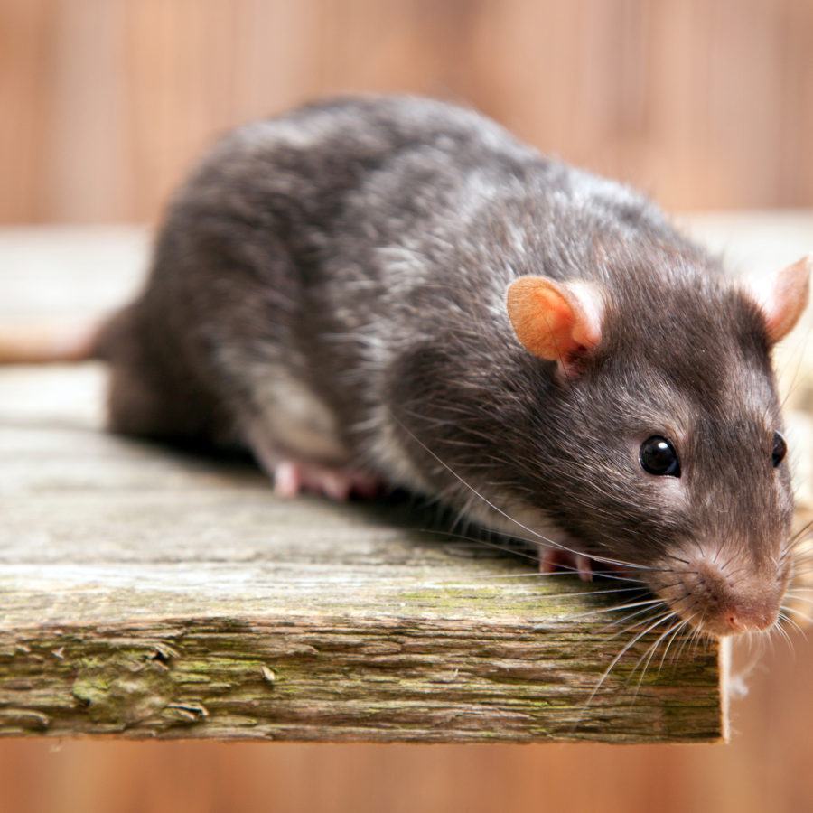 Pest control for rats.