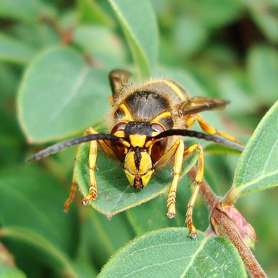 Pest control for wasps and wasp nests.